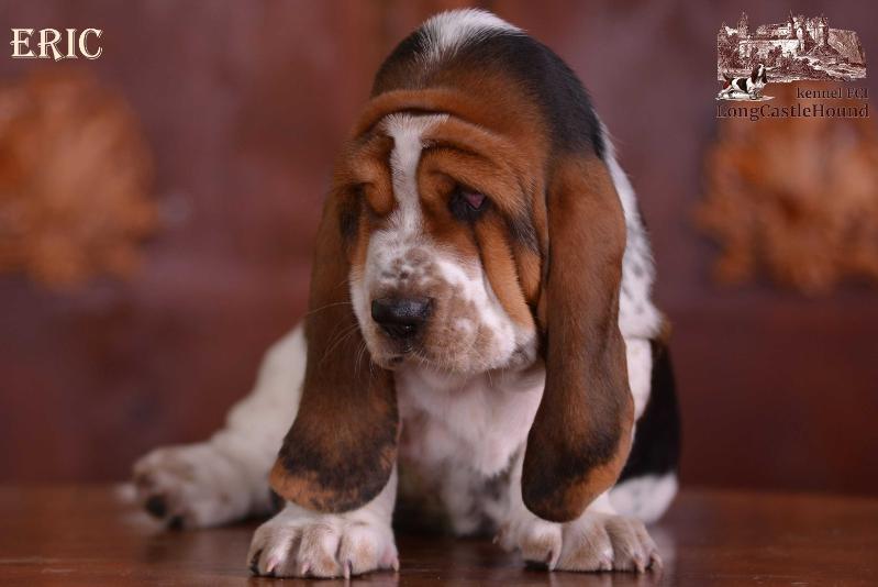 Eric Long ?astle ?ound | Basset Hound 