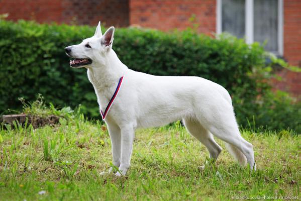 Eila od Kunovského lesa | White Swiss Shepherd Dog 