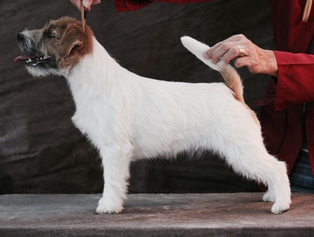 House Of Jack's That Special One | Jack Russell Terrier 