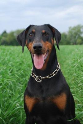 Stepbell Lady Myfanwy | Black Doberman Pinscher