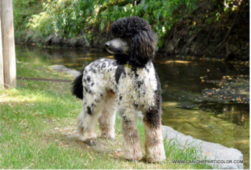 Balsamridge's Monsieur Beauregarde | Poodle 