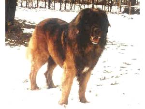 Argus v. Chrumelbach | Leonberger 