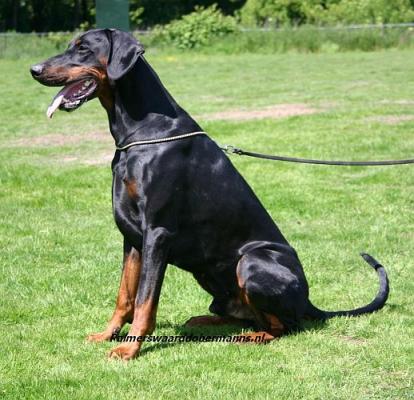 Brenzev v. Palmerswaard | Black Doberman Pinscher