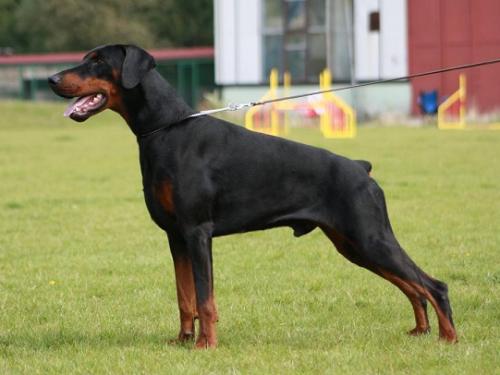 Dirk Swanko de La Villa de Channes | Black Doberman Pinscher