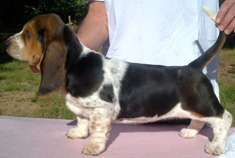 Tidalwaves Odene | Basset Hound 