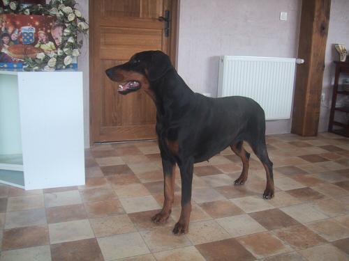 Bay-Breeze v. Gebrannten Walde | Black Doberman Pinscher