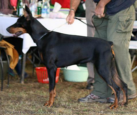 Cloe Campagnanensis | Black Doberman Pinscher