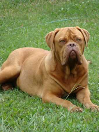 MrBordeaux Madusa | Dogue de Bordeaux 