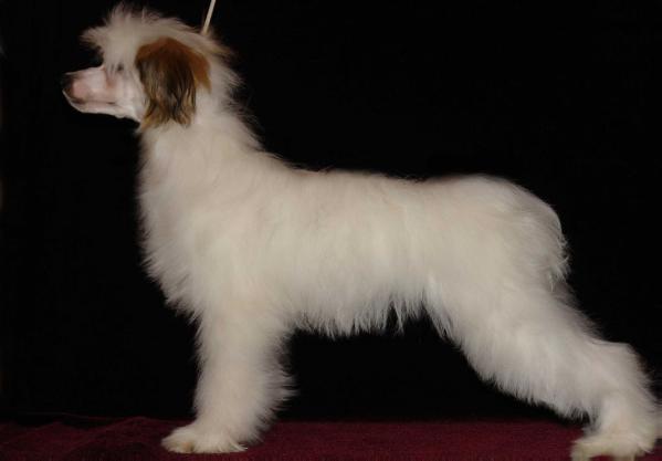 Bakkara iz Daimond Siti | Chinese Crested 