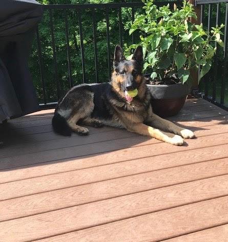 Hulk XXVI | German Shepherd Dog 