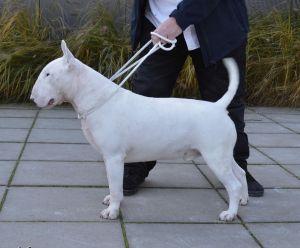 Bobuddy Warhammer At Cwmdulais | Bull Terrier 