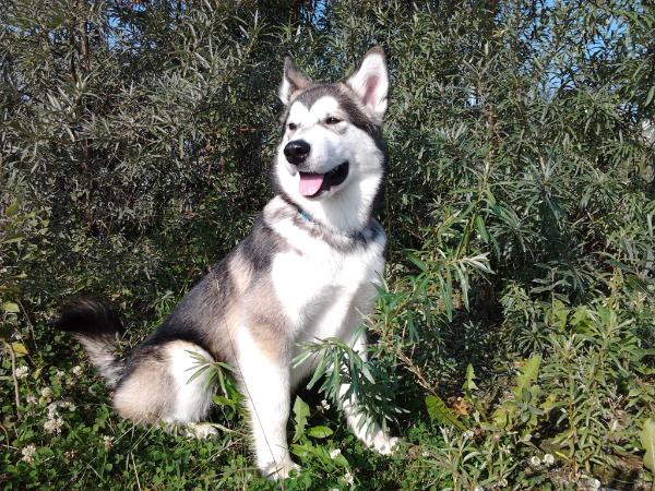 Utrennyaya Zvezda Arkaima | Alaskan Malamute 