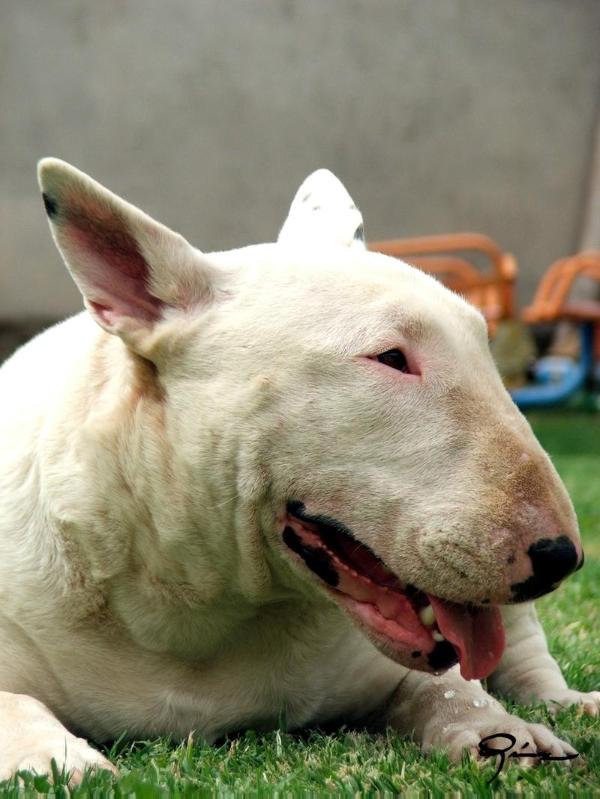 Asin Gala | Bull Terrier 