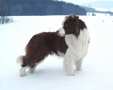 Brown Dancer Gasko Prim | Border Collie 