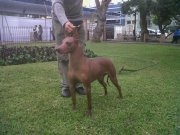 Cacique De Benrey Hounds | Peruvian Inca Orchid 