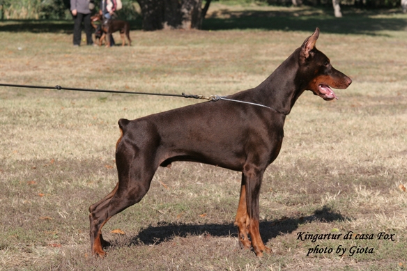 King Arthur di Casa Fox | Brown Doberman Pinscher