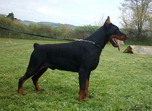 Byron Campagnanensis | Black Doberman Pinscher