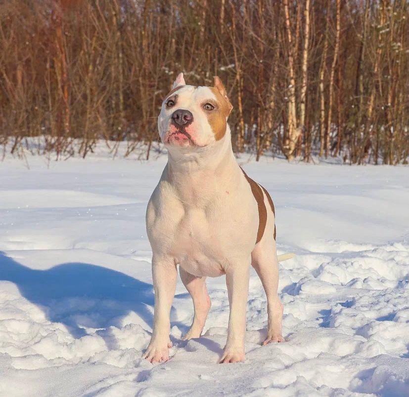 ANGEL WORKSHOP ZHASMIN | American Staffordshire Terrier 