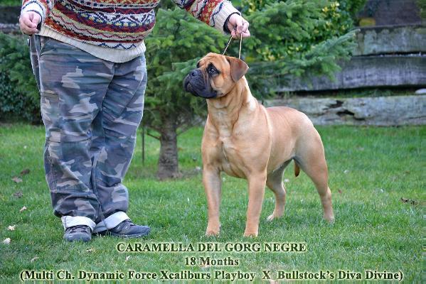 CARAMELLA DEL GORG NEGRE | Bullmastiff 