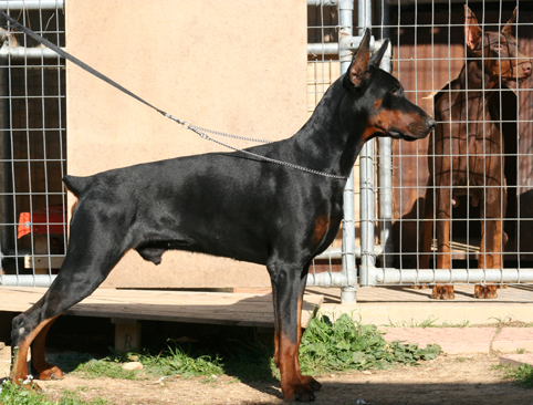 Horama Jaipur | Black Doberman Pinscher