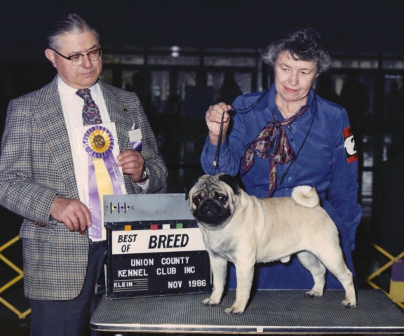 Sheffield's Jersey Bounce | Pug 