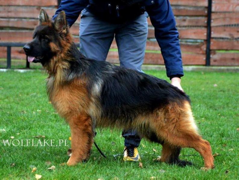 DARIA u Ciborowskich(fci) | German Shepherd Dog 