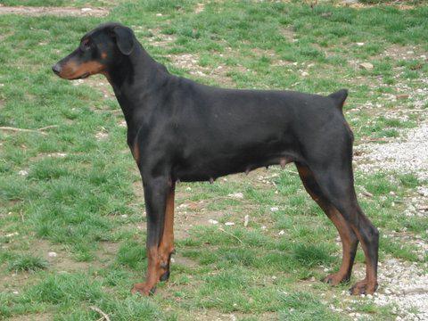 Djuna de Rouge Sang (LOF 81062) | Black Doberman Pinscher