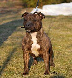 Uriah-Heep Fransimo Bohemia | Staffordshire Bull Terrier 