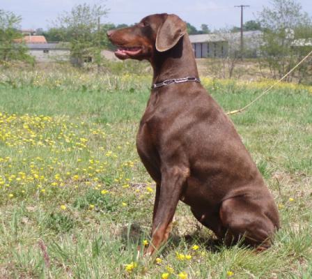 Delphe of Devil Inside | Brown Doberman Pinscher