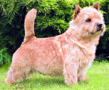 Cobby's High Stakes | Norwich Terrier 