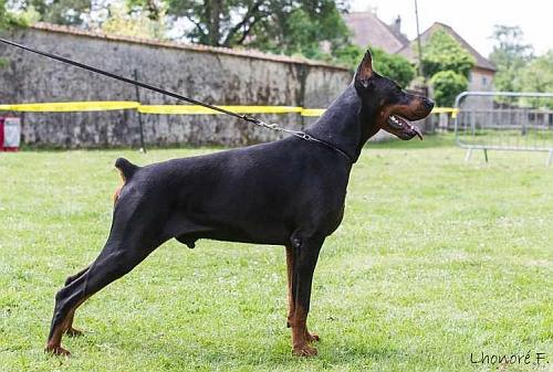 Dark de la Vallee de la Seine | Black Doberman Pinscher