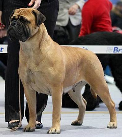 Melkev's Christmas Candy Golden Uelsi | Bullmastiff 