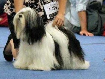 FLY FLY KNOCKOUT PARTI | Lhasa Apso 