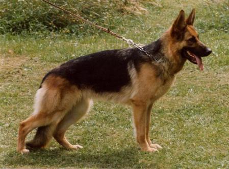 Leska vom Grauen | German Shepherd Dog 