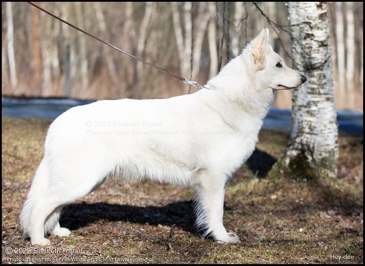 Hey-Dee av White Arctic Mist | White Swiss Shepherd Dog 