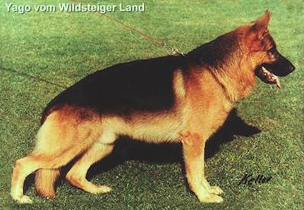 Yago vom Wildsteiger Land | German Shepherd Dog 