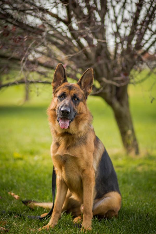 Axel von Schwarz und Rot | German Shepherd Dog 