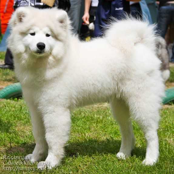 Yulianna Mechta Monarha | Samoyed 