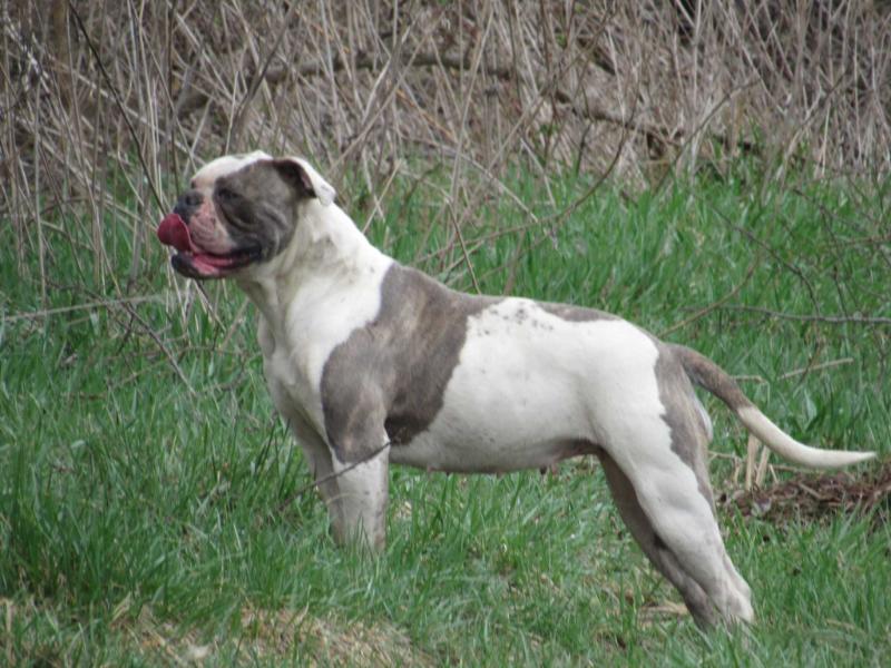 DHAB'S Blue Sky | American Bulldog 