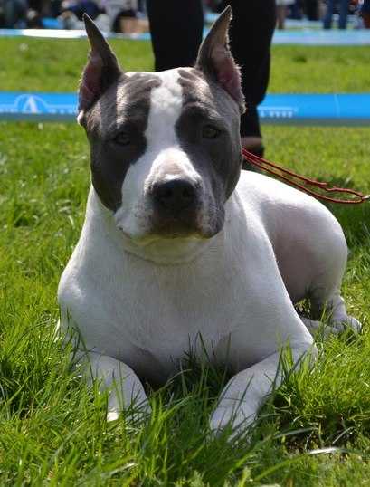 MADGESTIK BLU MISHEL' Planeta Boytsov | American Staffordshire Terrier 