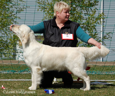 Cosmona's Indian Dance | Golden Retriever 