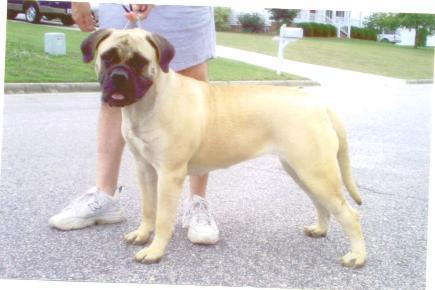 Banstock Jack's Jill of Tru Grit | Bullmastiff 