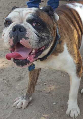 Faciana's Gunnar Boy | Olde English Bulldogge 