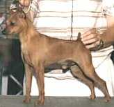 Elan's Shiloh V Whithouse | Miniature Pinscher 