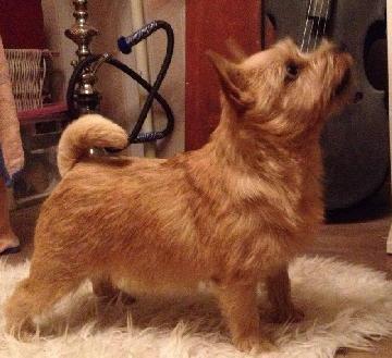 Moveable Feast I Love You | Norwich Terrier 