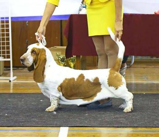 SILVER FANTASY AUTUMN KISS | Basset Hound 