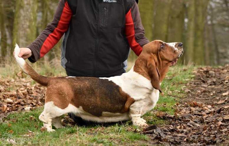 NewDown Bassets Theresia DiSio | Basset Hound 