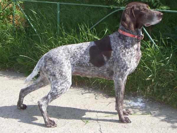 Cita de Faget | German Shorthaired Pointer 