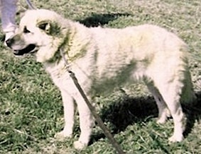 Ulash of Tokat | Anatolian Shepherd Dog 