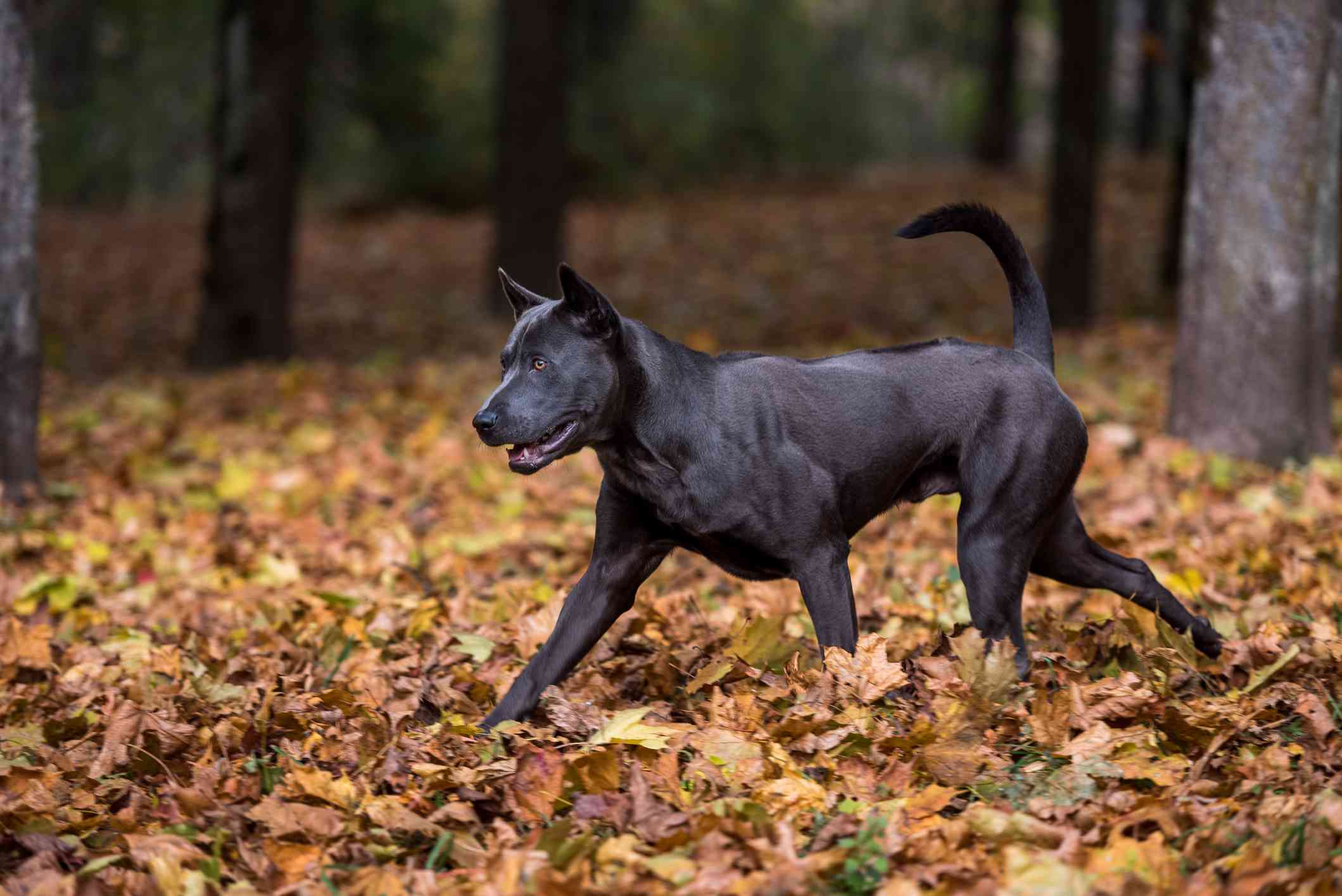 Thai Ridgeback